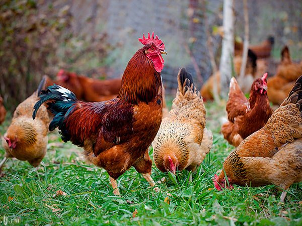 Породы куриц | ЗооТом - продажа, вязка и услуги для животных в Алзамае
