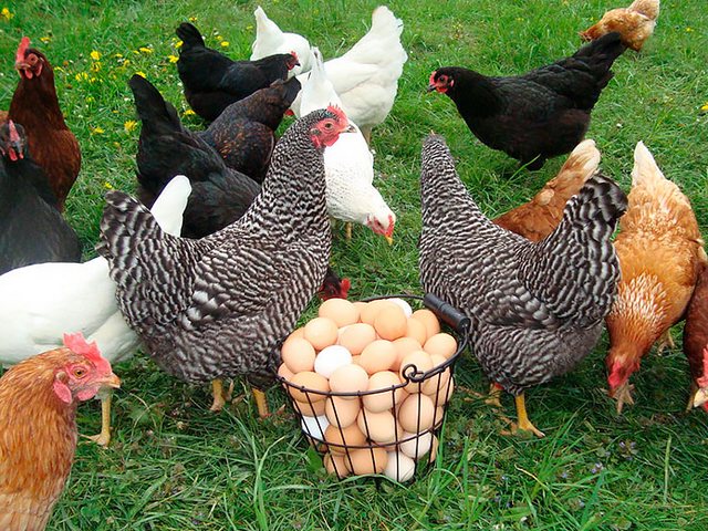 Содержание кур и уход за ними | ЗооТом - продажа, вязка и услуги для животных в Алзамае