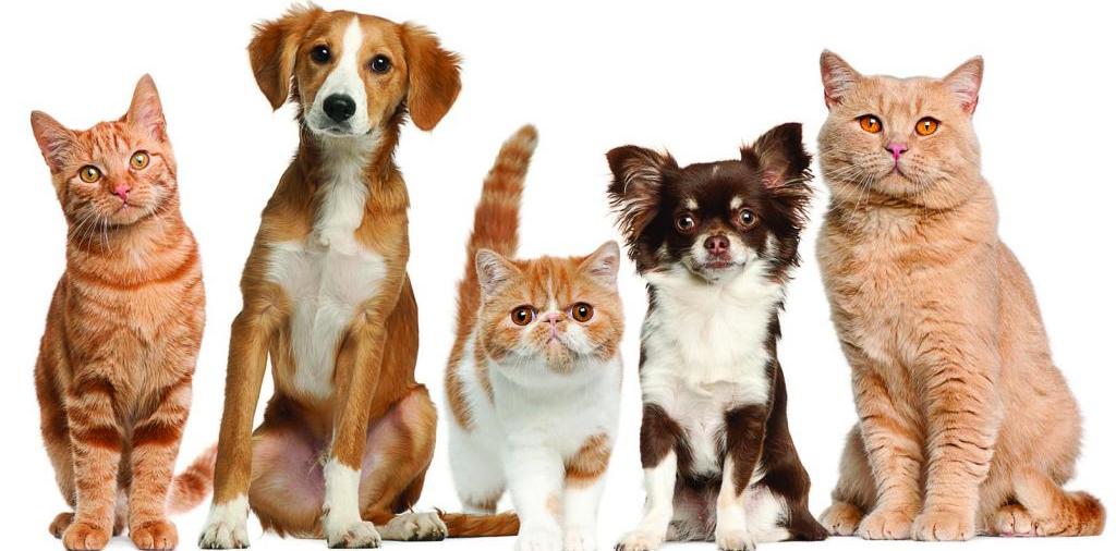 Доска объявлений о животных | ЗооТом - продажа, вязка и услуги для животных в Алзамае