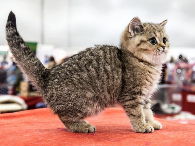 Породы кошек в Алзамае | ЗооТом портал о животных