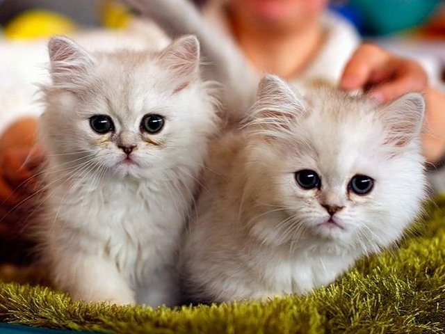 Породы кошек в Алзамае | ЗооТом портал о животных