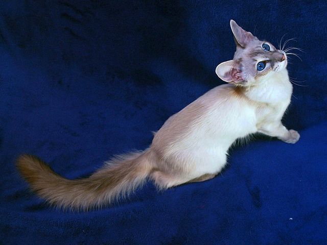 Выведенные породы кошек в Алзамае | ЗооТом портал о животных
