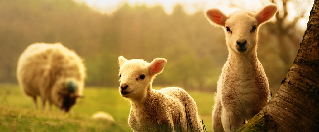 Объявления о сельскохозяйственных животных | ЗооТом - продажа, вязка и услуги для животных в Алзамае