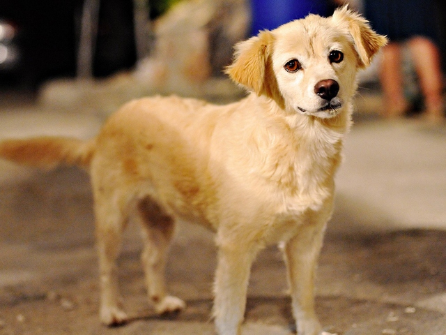 Породы собак в Алзамае | ЗооТом портал о животных