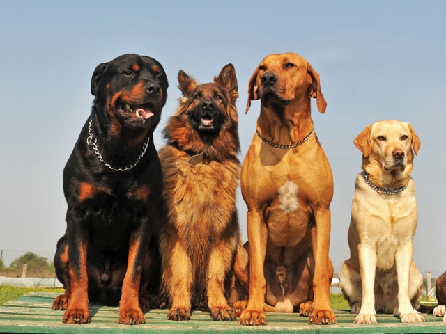 Крупные породы собак в Алзамае | ЗооТом портал о животных